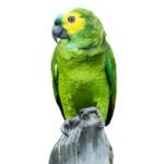 كيرستين برويلر