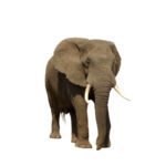 كيرستين برويلر